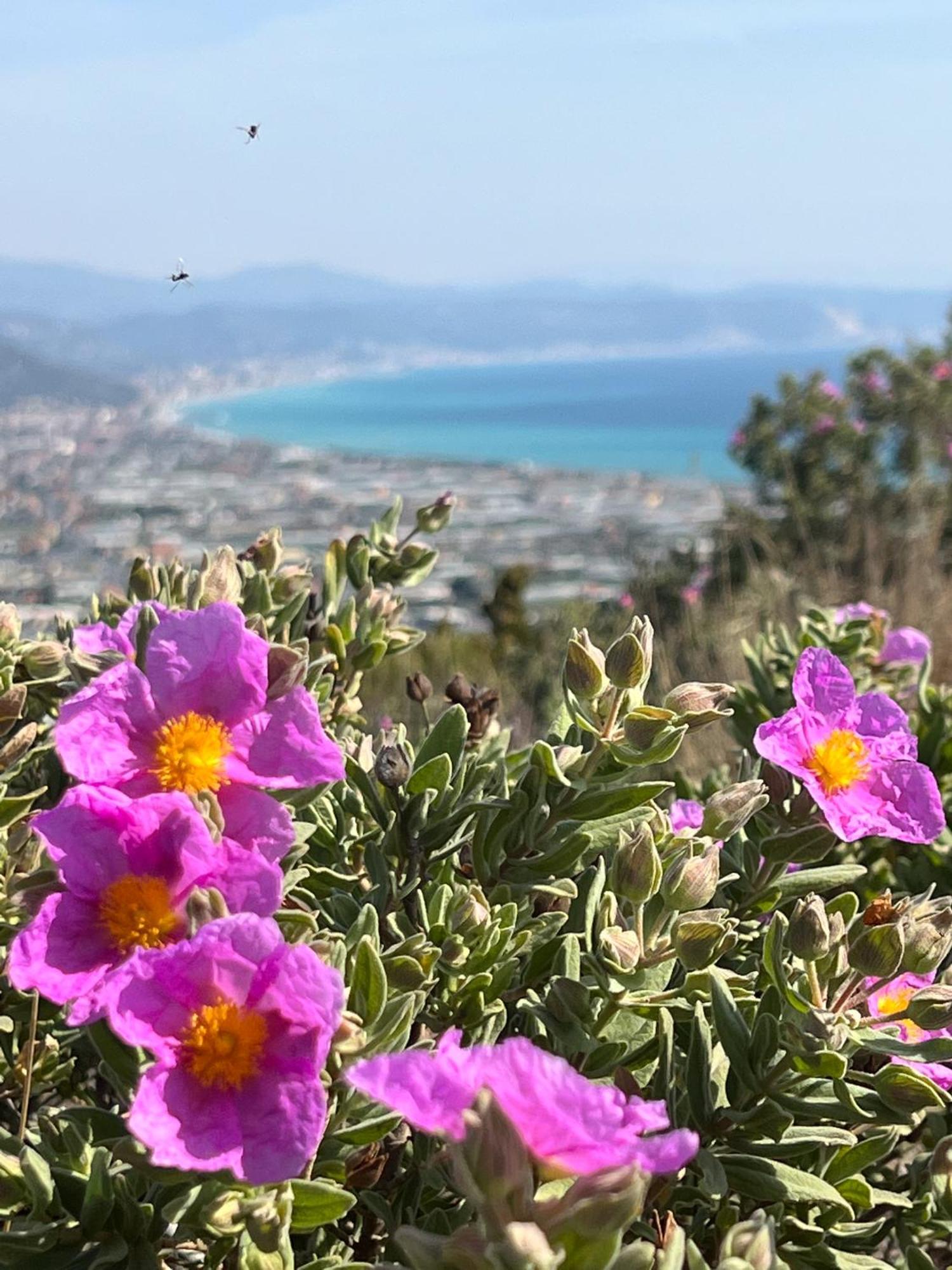 Le Torri Riviera Holiday Albenga Bagian luar foto